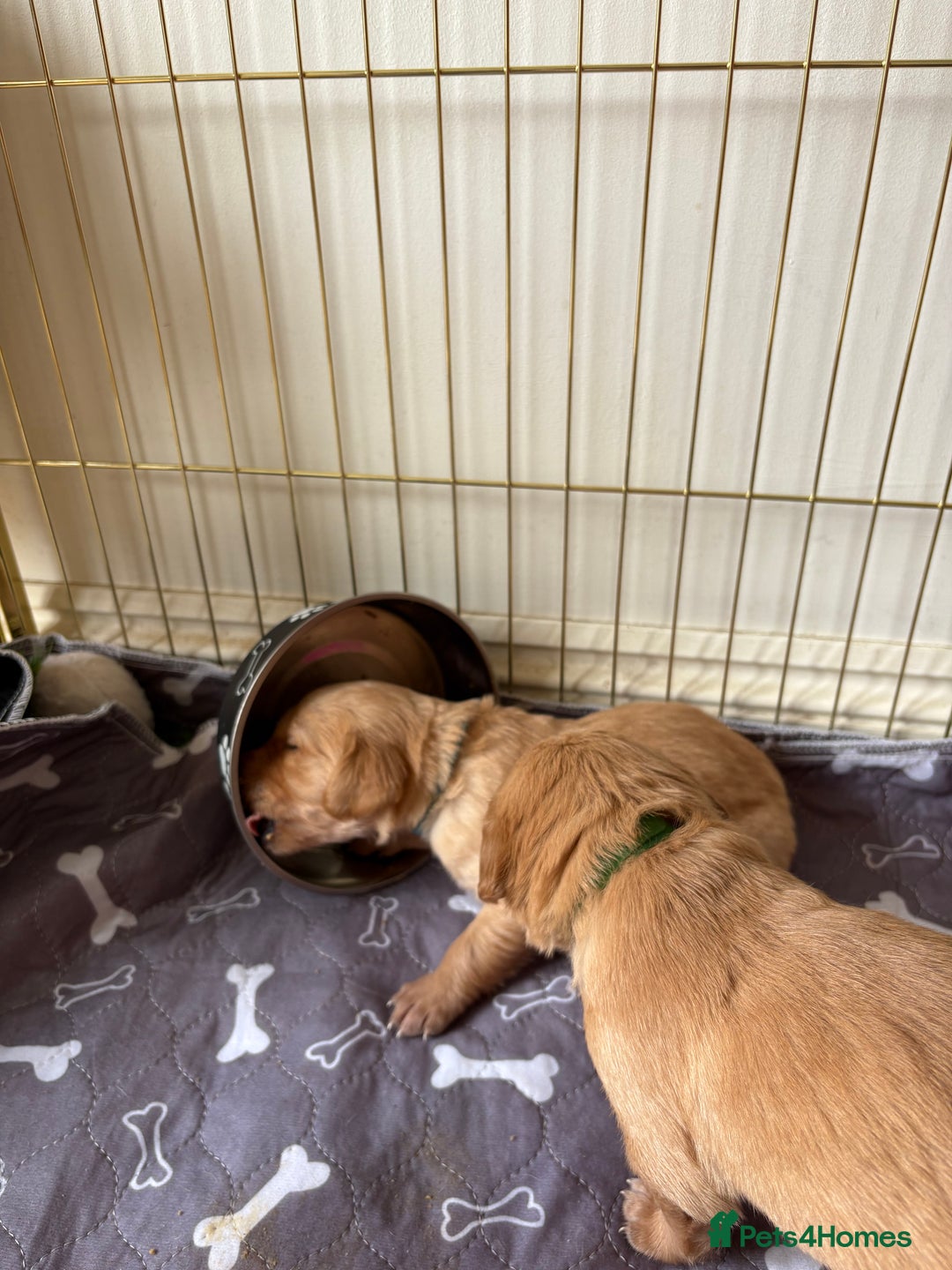 Golden Retriever dogs for sale: 🐾 Ready Soon!! KC Golden Retriever Male Puppies - Image 17