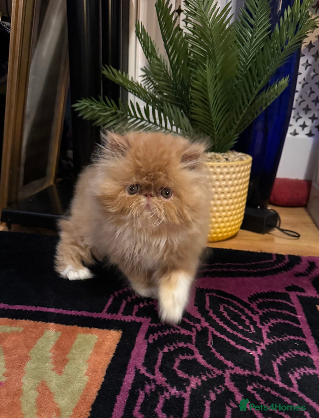 Persian cats for sale: Beautiful red/white pedigree Persian male kitten - Image 8