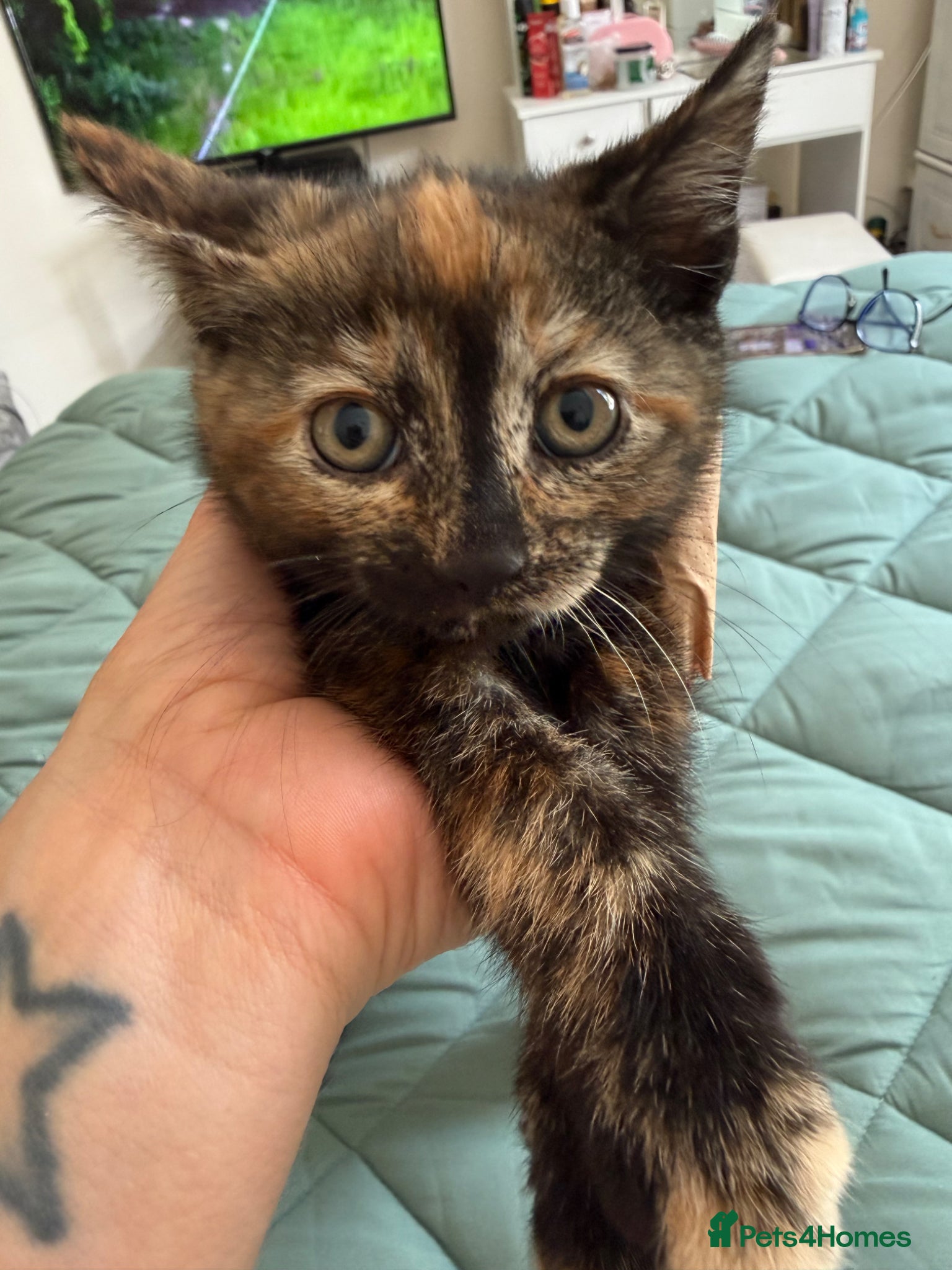 Mixed Breed cats for sale: Kittens for sale READY NOW in Brandon - Advert 29