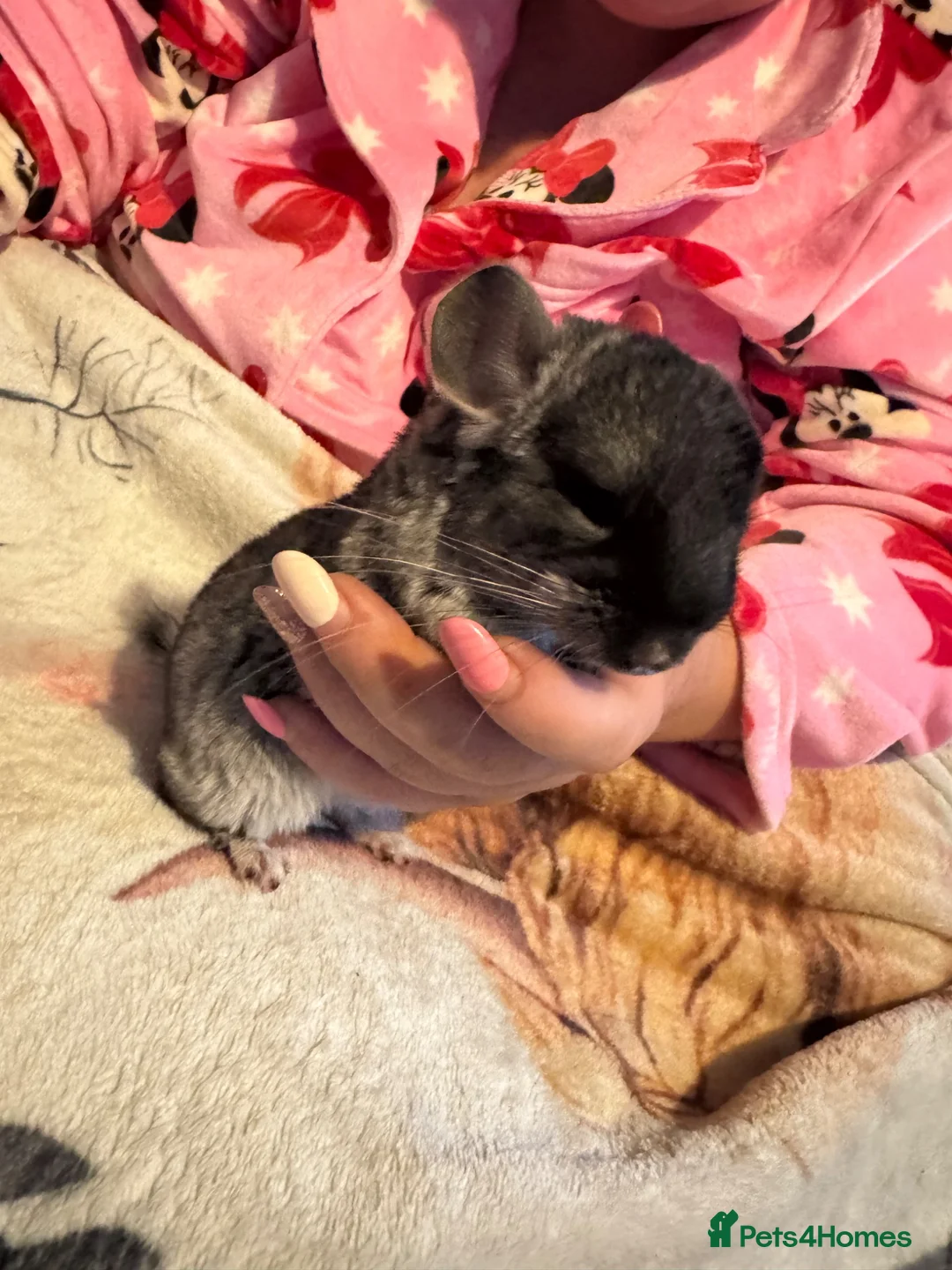 Chinchilla rodents for sale: Cute Baby Chinchilla  - Advert 2