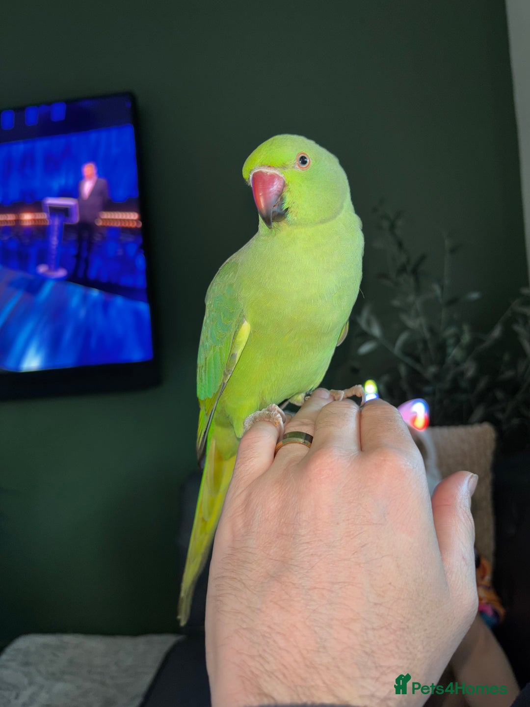 Parakeets birds for sale: 6 Month Old Female Indian Ringneck Parakeet  - Image 2