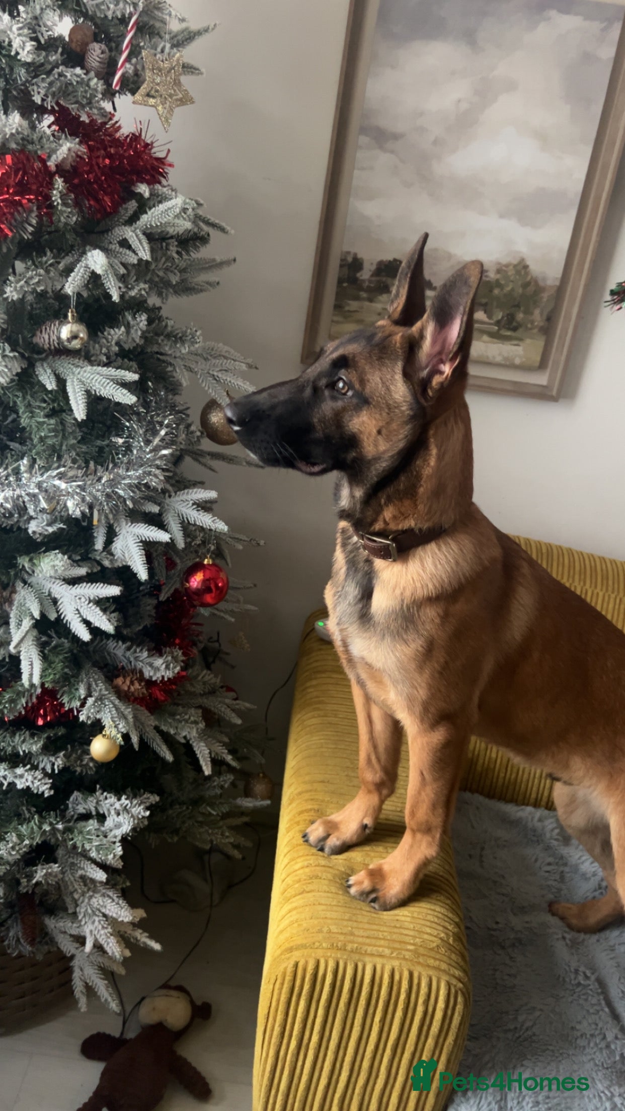 Belgian Shepherd Dog dogs 5 month old Belgium malinois puppy - Advert 4