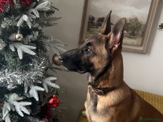 Belgian Shepherd Dog dogs 5 month old Belgium malinois puppy - Advert 4