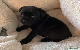 Staffordshire Bull Terrier dogs for sale: Stunning last available puppy Staffordshire - Image 2