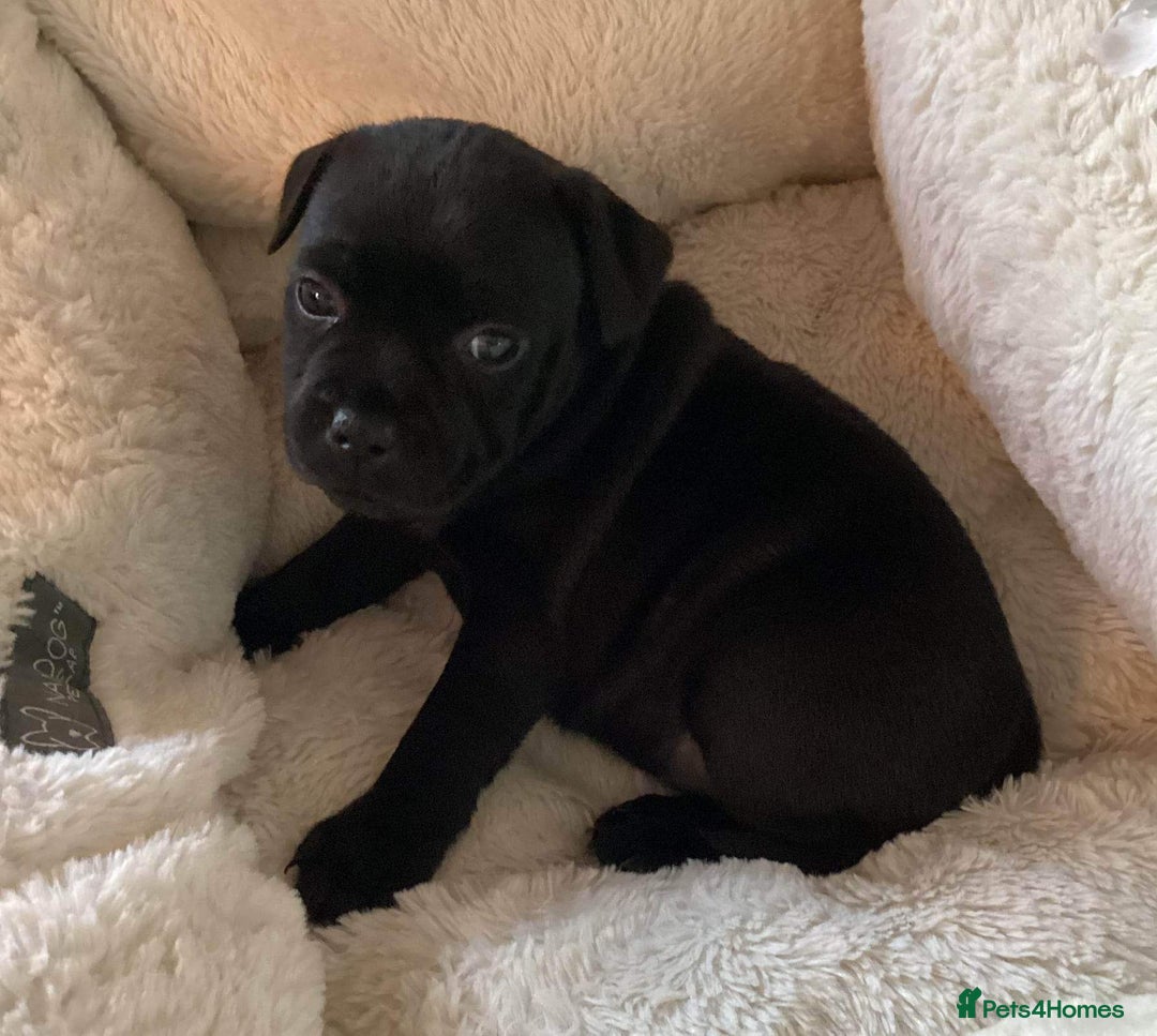 Staffordshire Bull Terrier dogs for sale: Stunning last available puppy Staffordshire - Image 2