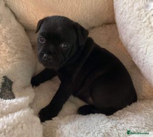 Staffordshire Bull Terrier dogs - Advert 1