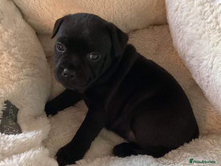 Staffordshire Bull Terrier dogs - Advert 5