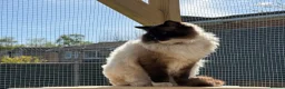 Ragdoll cats for sale: Retired Male Ragdoll (mitted seal) - Advert 1