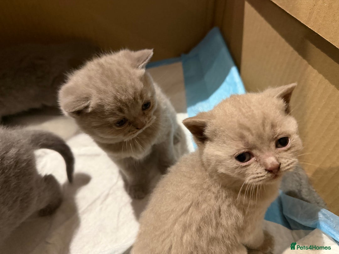 British Shorthair cats for sale: British short hair  - Advert 5