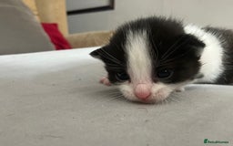 Mixed Breed cats for sale: 5 gorgeous kittens - Image 18