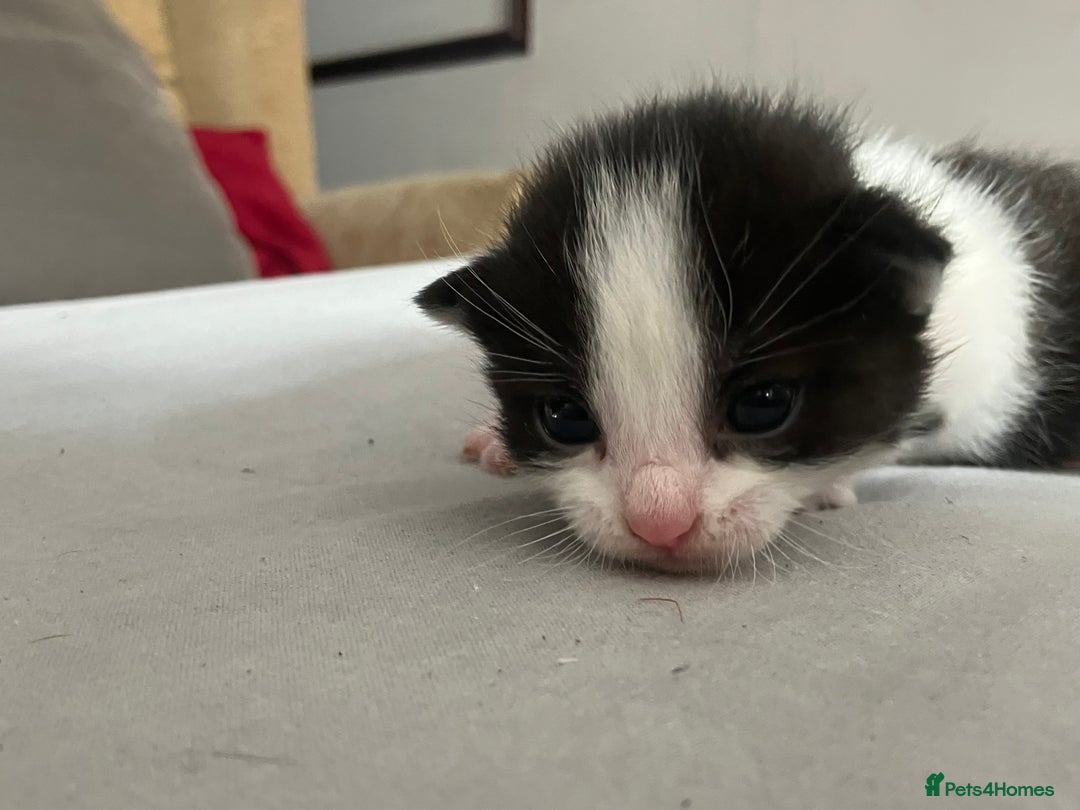 Mixed Breed cats for sale: 5 gorgeous kittens - Image 18