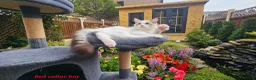 Ragdoll cats for sale: GCCF PEDIGREE CERTIFICATE KITTENS  - Advert 22