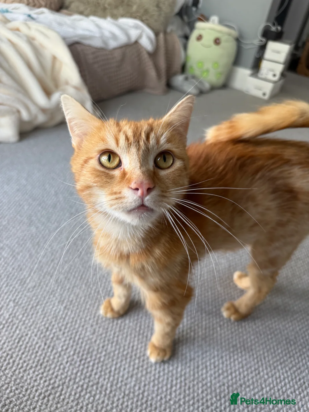 Domestic Shorthair cats for adoption: 🐾 Hercules – Looking for His Forever Home 🐾  in Stowmarket - Advert 2