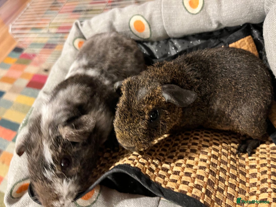 Guinea Pig rodents for sale: Lakeland Werewolf Skinny baby guinea pigs - Image 6