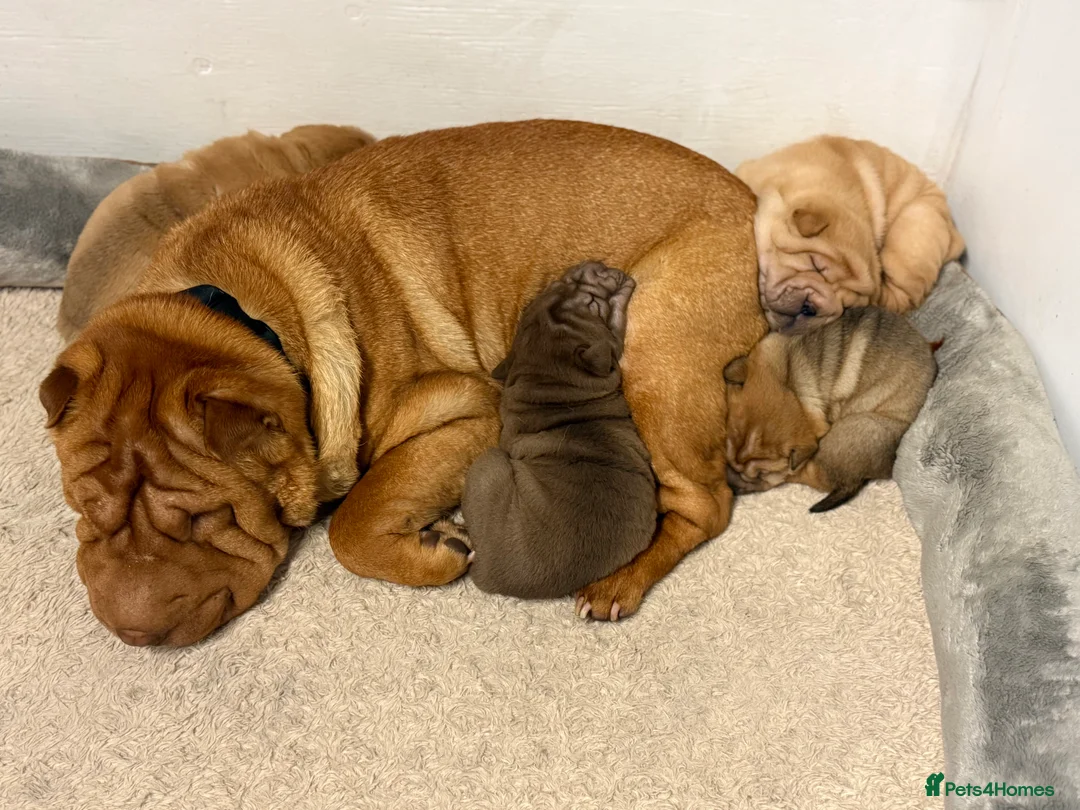 Shar Pei dogs for sale: 4 beautiful KC registered puppies - Advert 2