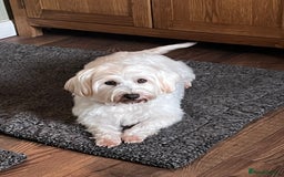 Mixed Breed dogs for sale: Bichon Frise x West Highland Terrier  - Advert 4