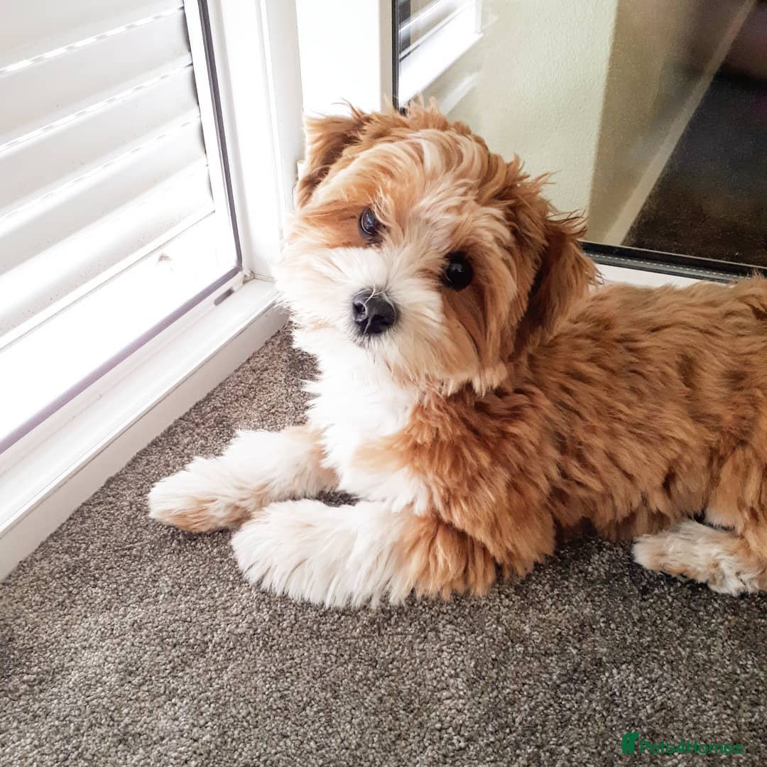 Havanese dogs for sale: Havanese Puppy Rosie Seeking a Loving Home - Advert 7