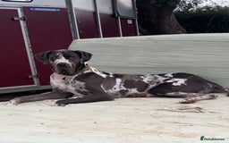 Great Dane dogs for stud: 2 KC reg Danes for STUD in Bideford - Image 8