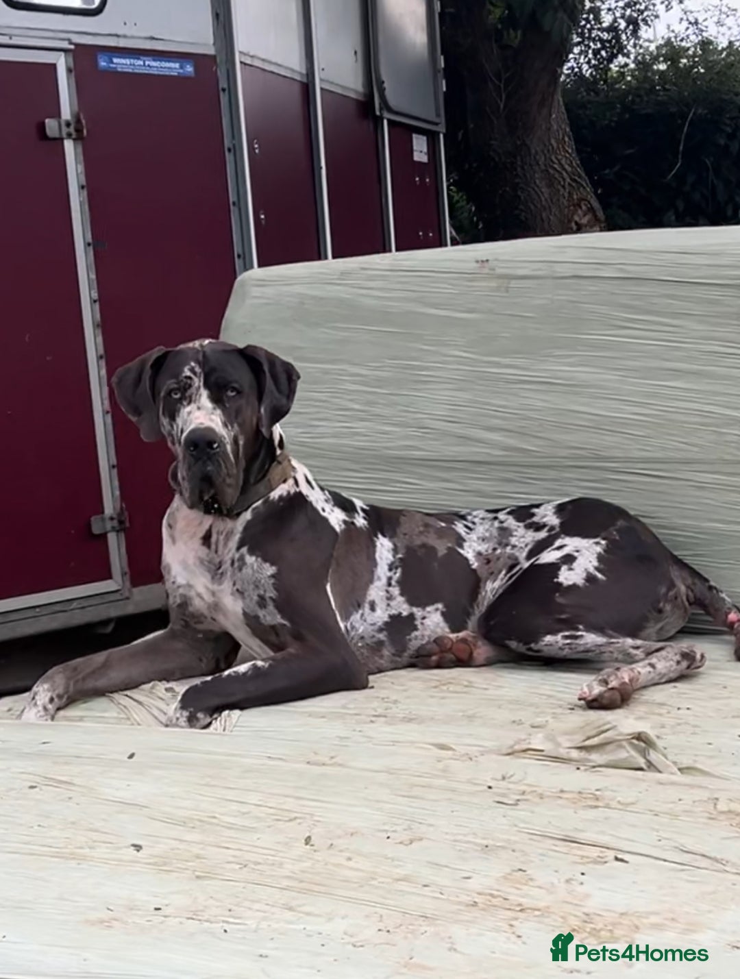 Great Dane dogs for stud: 2 KC reg Danes for STUD in Bideford - Image 8
