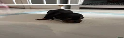 Dachshund dogs for sale: 🩷🩷🩷 DACHSHUNDS GIRLS 🩷🩷🩷 - Advert 24