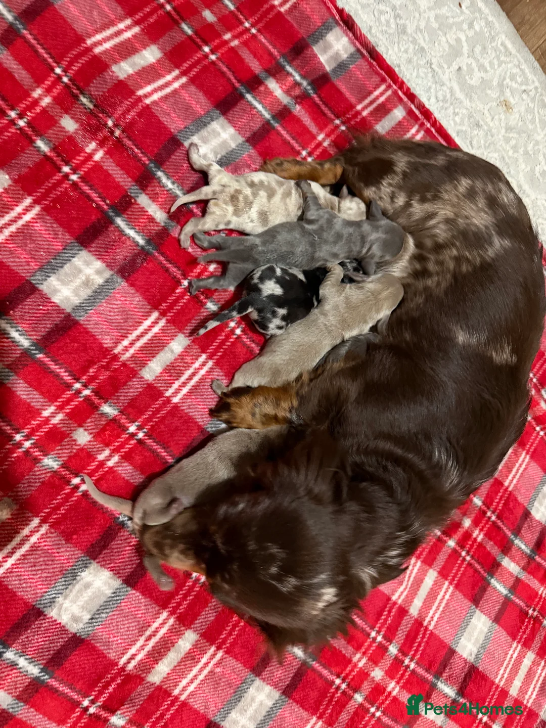 Dachshund dogs for sale: Beautiful dachshund puppies  - Advert 21