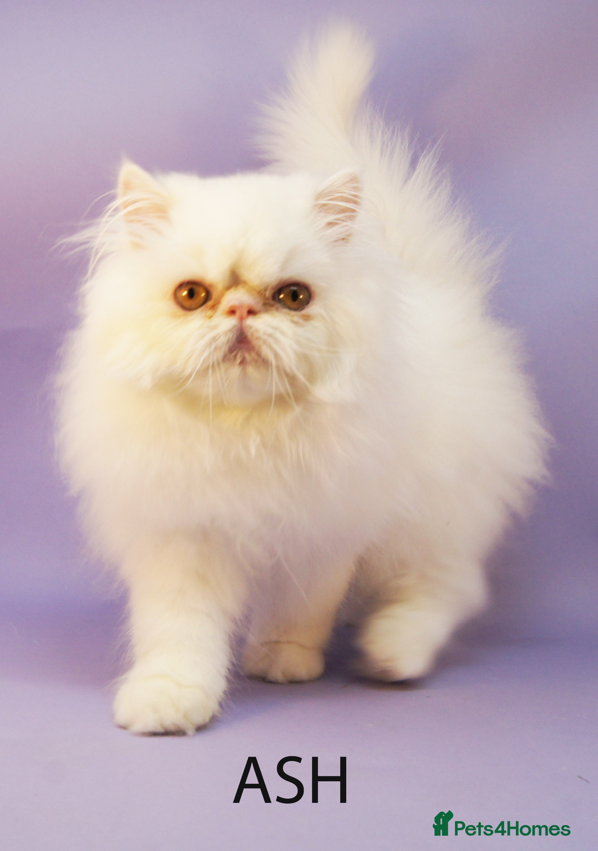 Persian cats Two Stunning GCCF Registered Male Persian Kittens - Advert 8