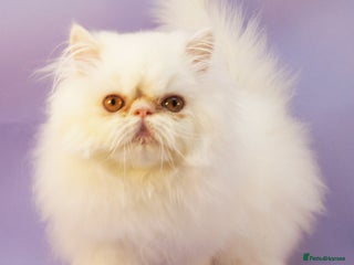 Persian cats Beautiful Persian Kittens Ready for Forever Homes - Advert 3