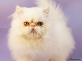 Persian cats Stunning GCCF Registered Male Persian Kitten - Advert 4