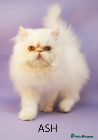 Persian cats Beautiful Persian Kittens Ready for Forever Homes - Advert 3