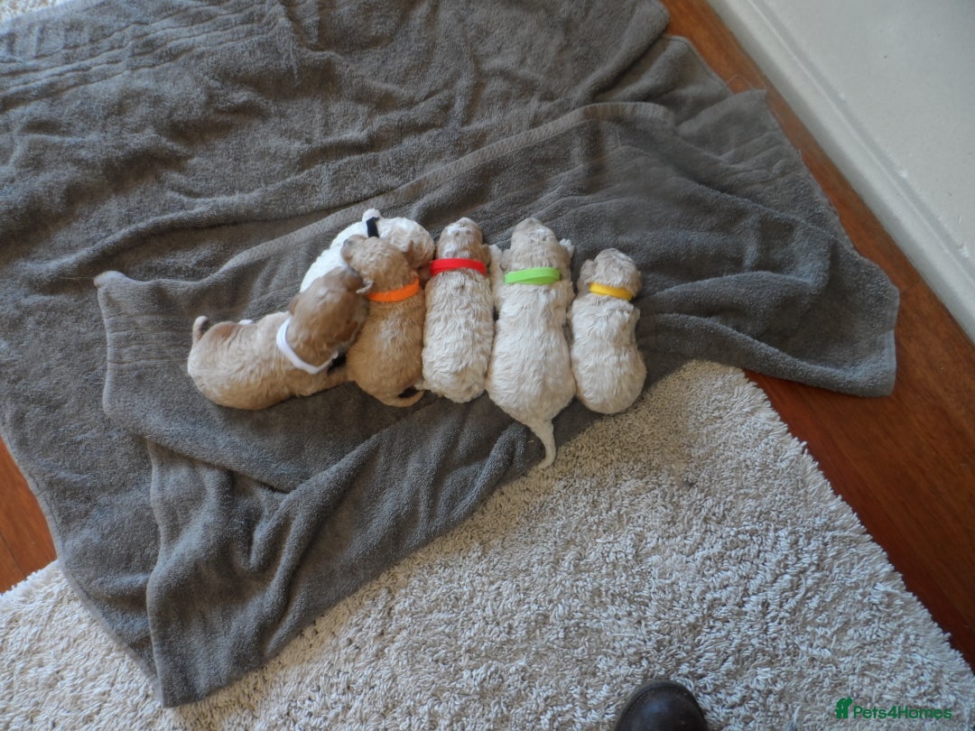 Cavapoo dogs for sale: stunning F1B cavapoo puppies health tested - Advert 10