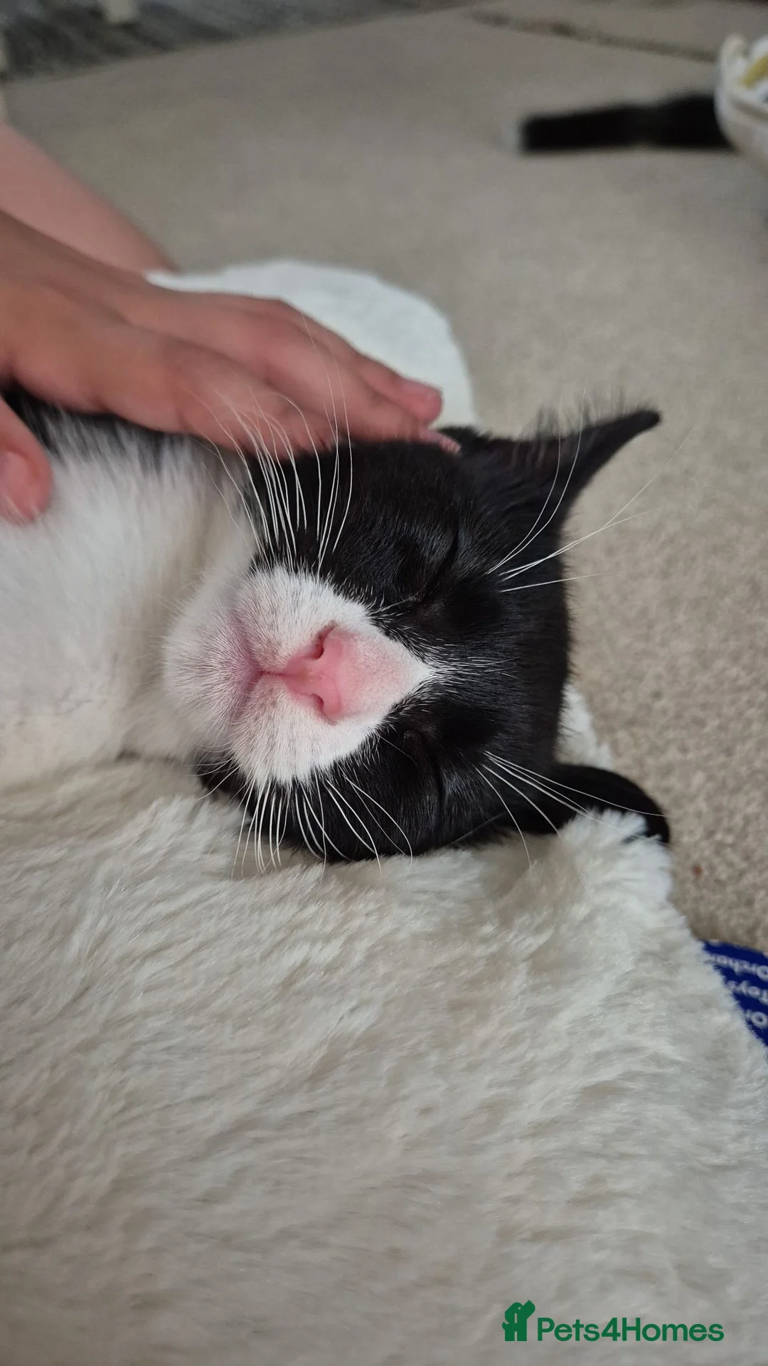 Mixed Breed cats for sale: Beautiful black and white male kitten - Advert 8
