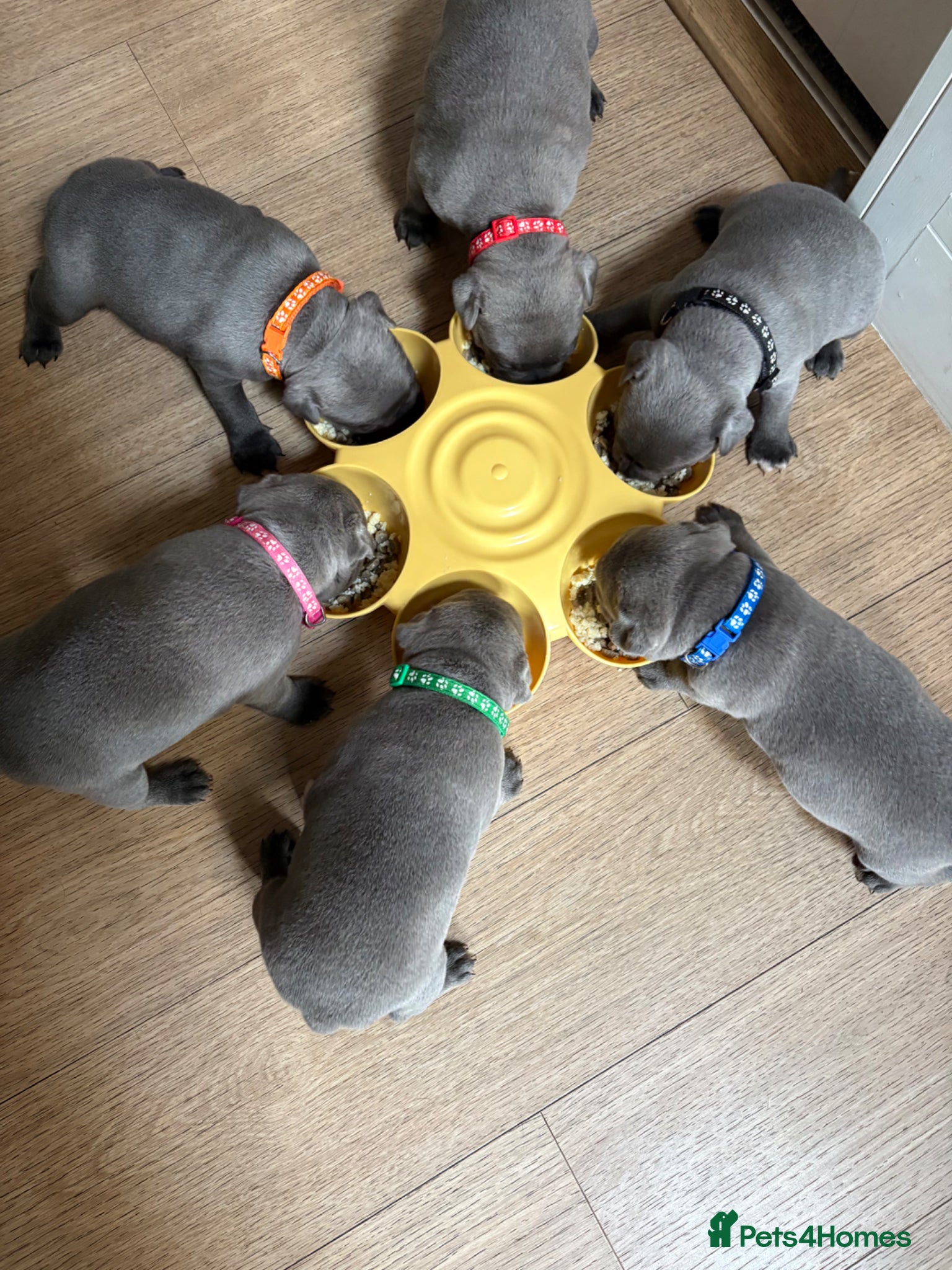 Staffordshire Bull Terrier dogs BLUE COLLAR ONLY  Stunning litter of 6 KC Staffy’s - Advert 5