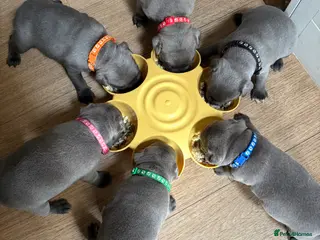 Staffordshire Bull Terrier dogs BLUE COLLAR ONLY Stunning litter of 6 KC Staffy’s - Advert 5