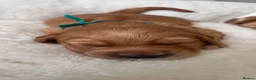 Golden Retriever dogs for sale: KC Golden Retrievers - Health Tested & Home Raised in Trowbridge - Advert 22