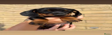 Miniature Dachshund 8