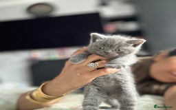 British Shorthair cats for sale: British short hair  - Image 1