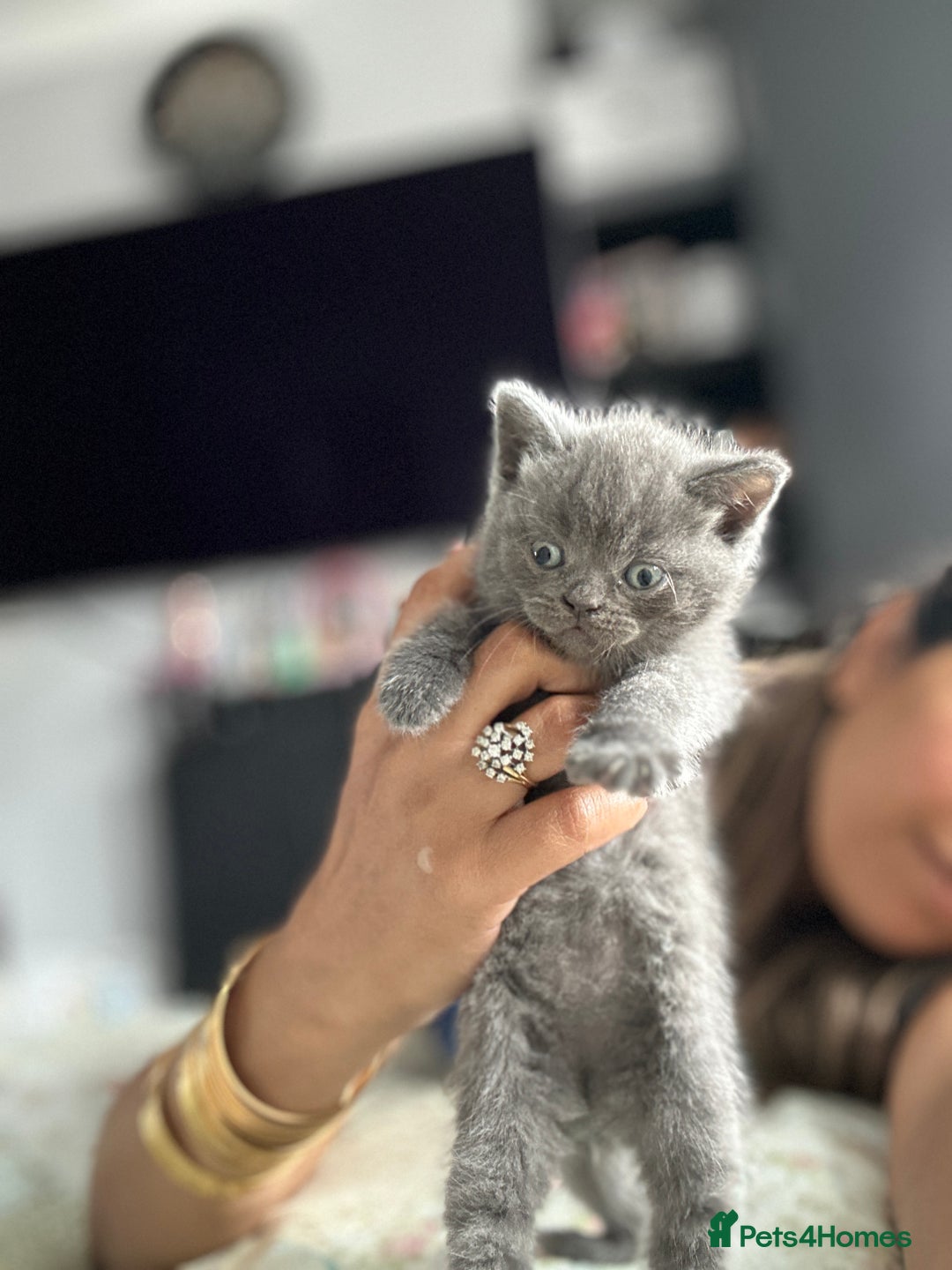 British Shorthair cats for sale: British short hair  - Image 1