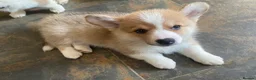 Welsh Corgi Pembroke dogs for sale: Gorgeous RKC reg corgi's DNA health tested parents - Advert 8