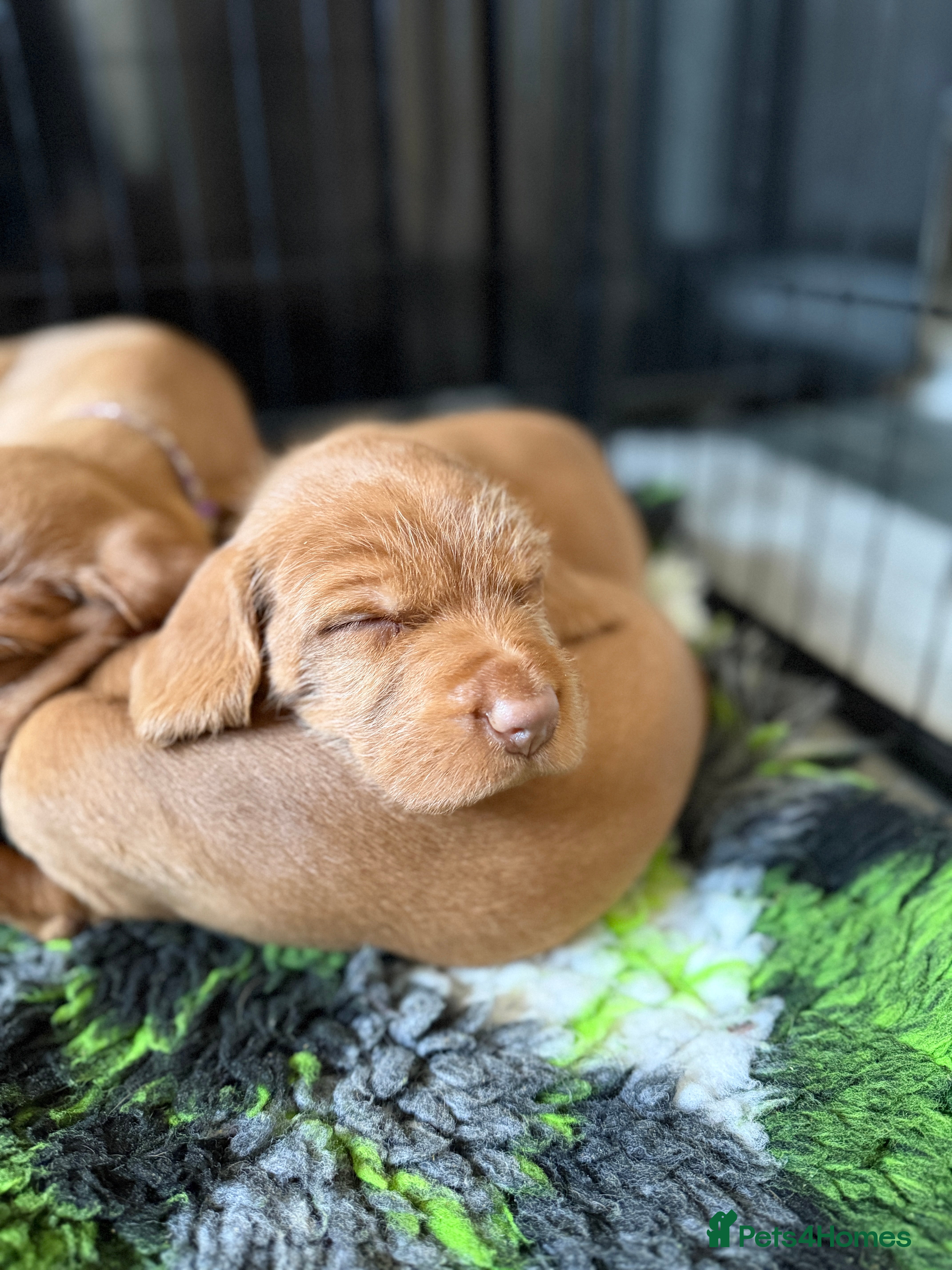 Hungarian Vizsla dogs Wirehaired Hungarian Viszla, KC registered. - Advert 1