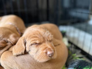 Hungarian Vizsla dogs Wirehaired Hungarian Viszla, KC registered. - Advert 12