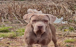 Cane Corso dogs for sale: Stunning chocolate cane corso bitch - Image 3