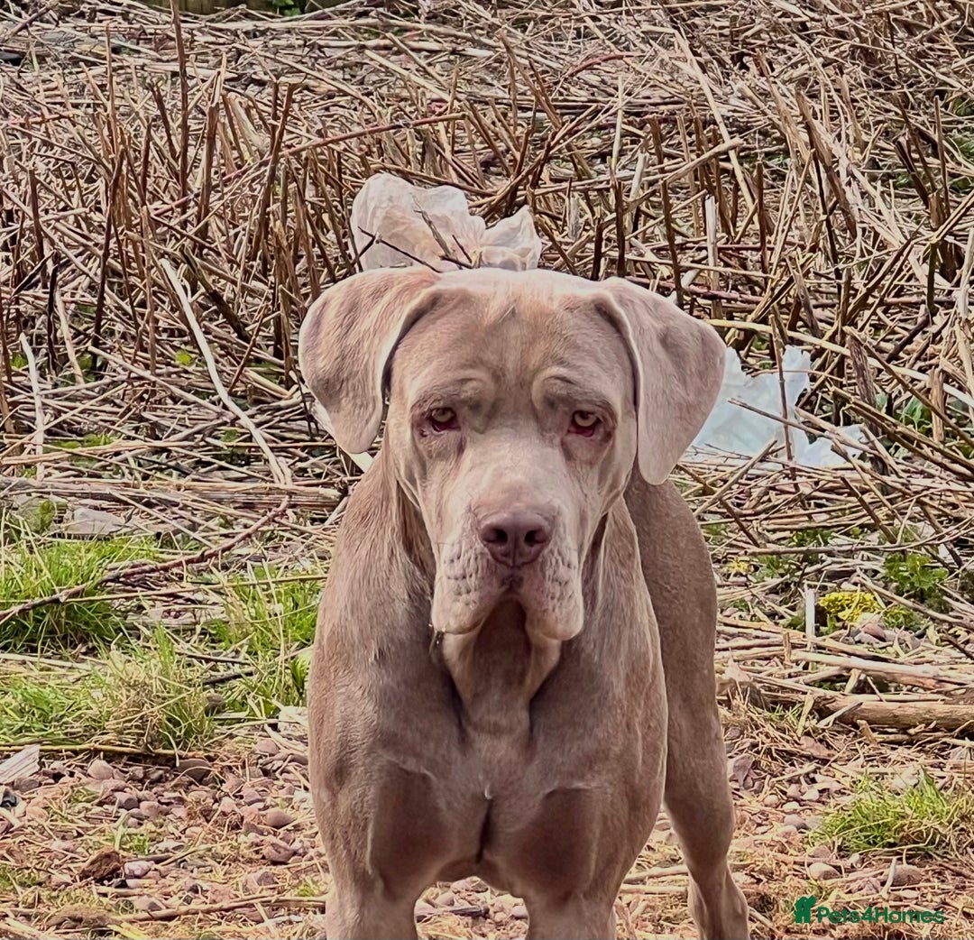 Cane Corso dogs for sale: Stunning chocolate cane corso bitch - Image 3