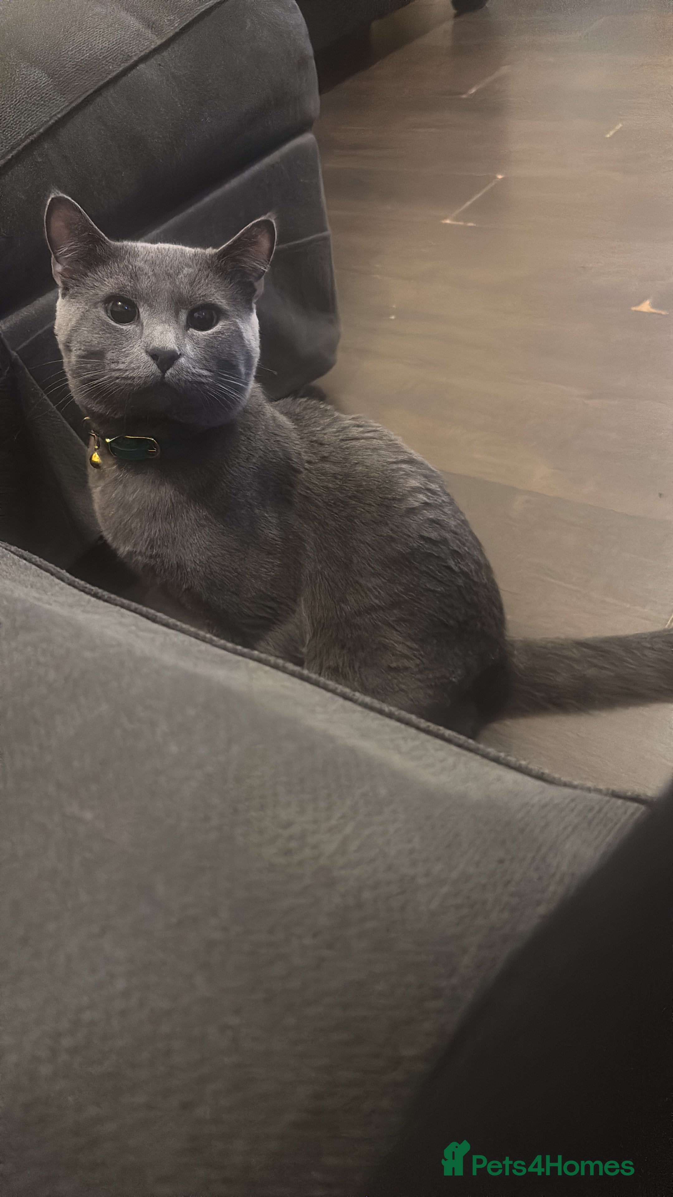 Mixed Breed cats New home needed - Advert 2