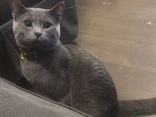 Mixed Breed cats New home needed - Advert 1