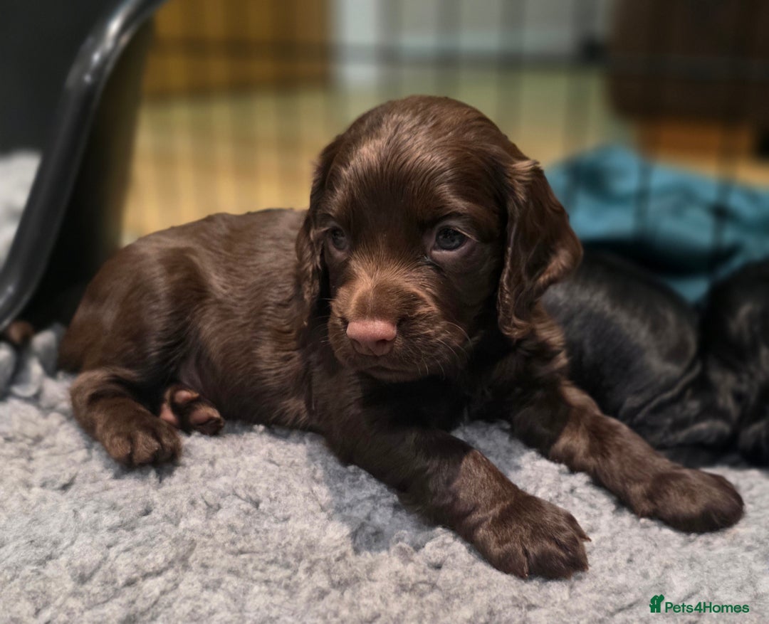 Cocker Spaniel dogs for sale: Exceptional Working Cocker Spaniel Pups - Advert 8