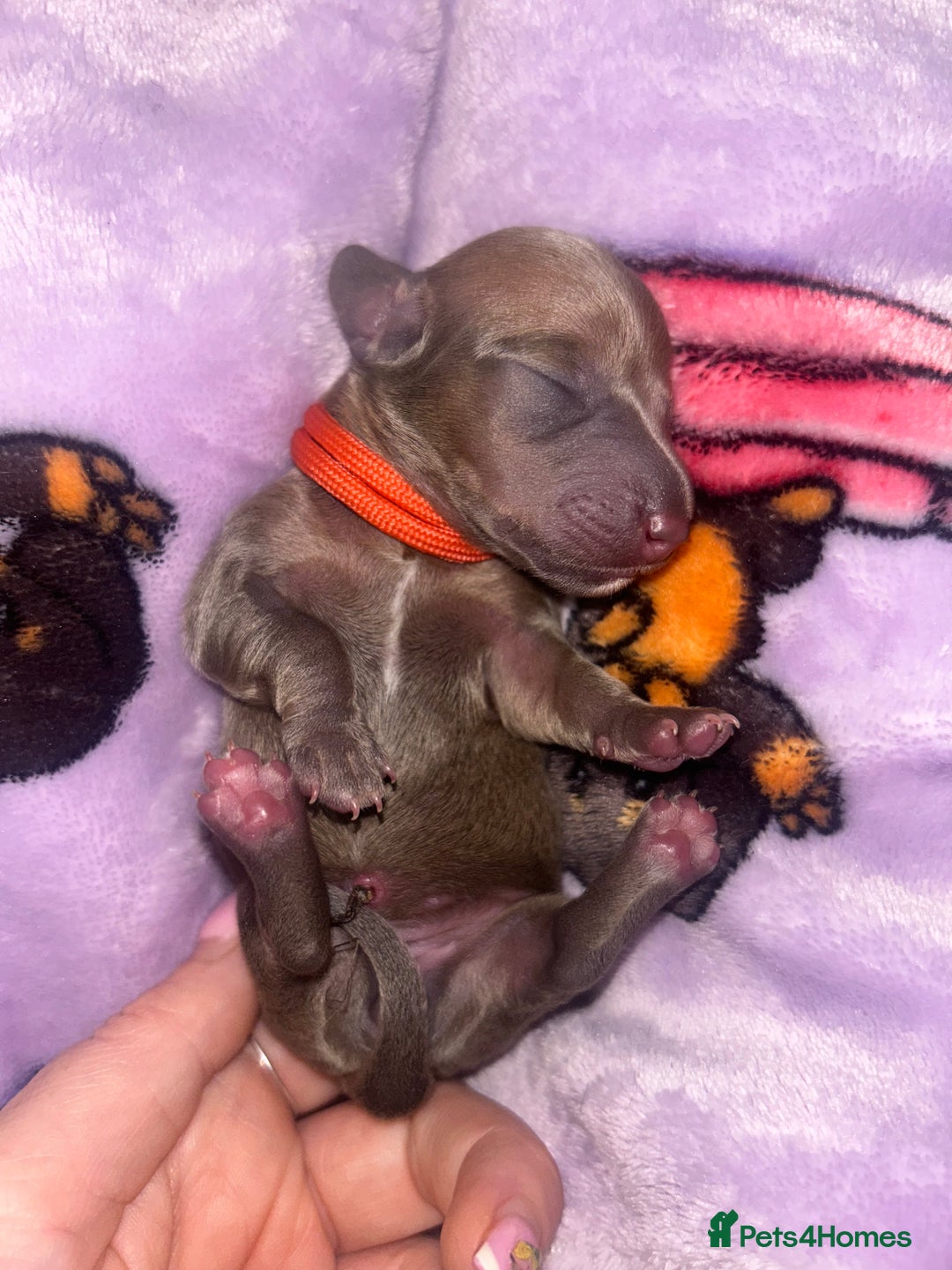 Miniature Dachshund dogs for sale: Tiny Kaninchen dachshunds  - Advert 7