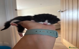 Mixed Breed cats for sale: Little boy cross breed  - Image 7