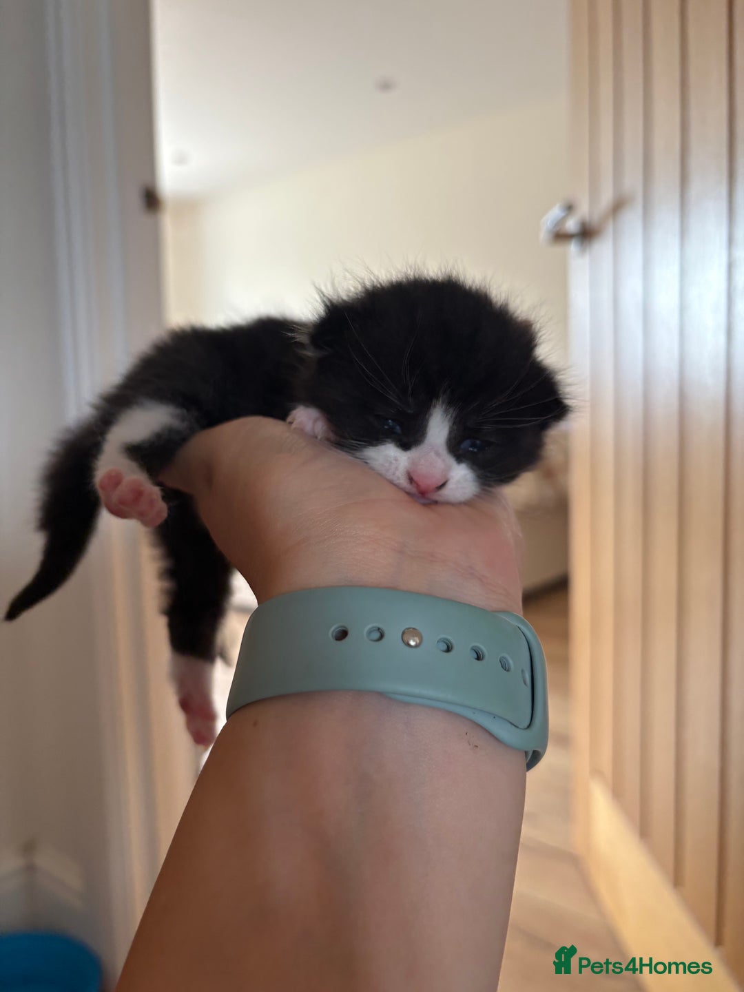 Mixed Breed cats for sale: Little boy cross breed  - Image 7
