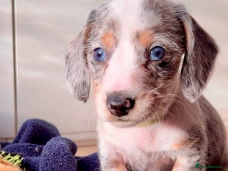 Mixed Breed dogs *LAST 2* Mini Dachshund × Dachshund Cockapoo - Advert 18