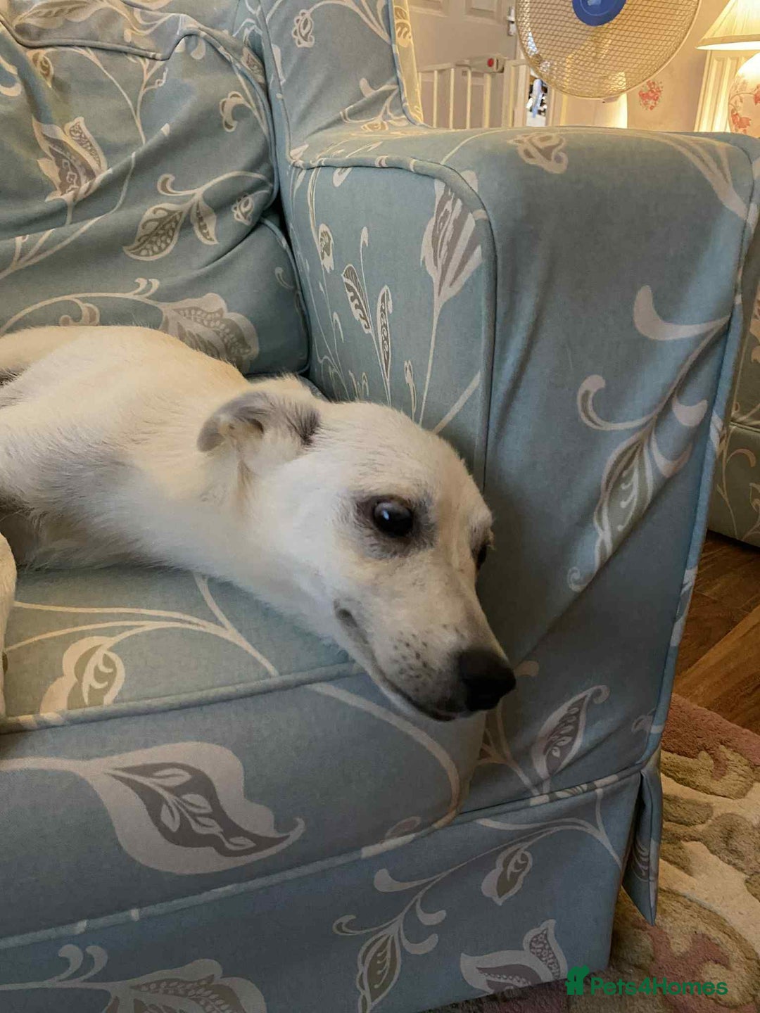 Mixed Breed dogs for adoption: Delmie  - Image 10